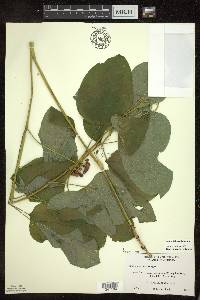 Smilax illinoensis image