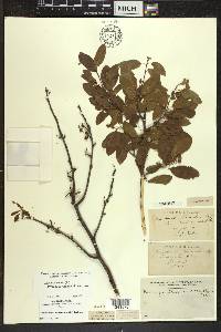 Ilex mucronata image