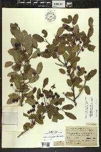 Ilex mucronata image