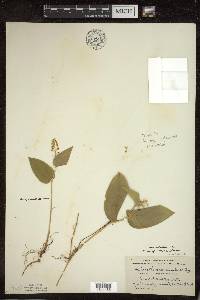 Maianthemum canadense var. canadense image