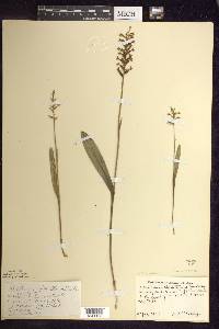 Platanthera clavellata image