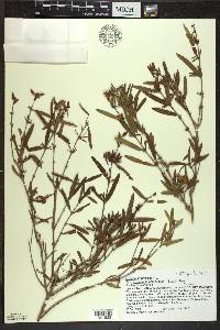 Hypericum prolificum image