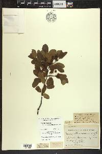 Ilex mucronata image