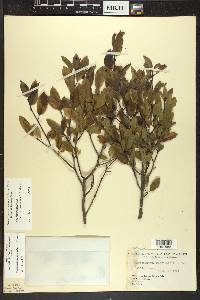 Ilex mucronata image