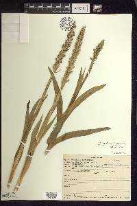 Platanthera huronensis image