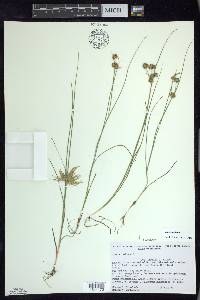 Juncus nodosus image