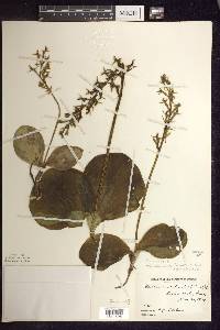 Platanthera hookeri image