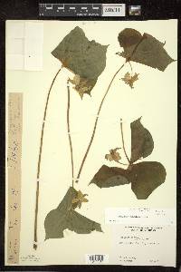 Trillium cernuum image