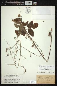 Desmodium glabellum image