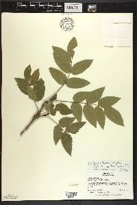 Mahonia repens image