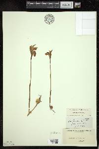 Arethusa bulbosa image