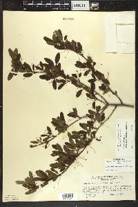 Ilex mucronata image