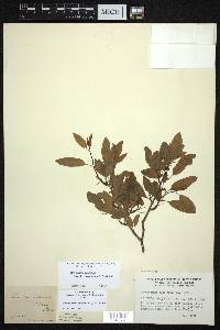 Ilex mucronata image