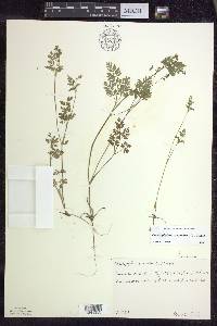 Chaerophyllum procumbens image