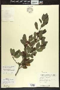 Ilex mucronata image