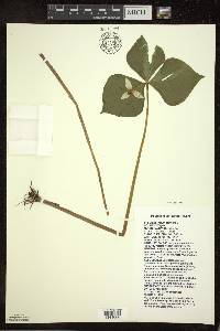 Trillium cernuum image