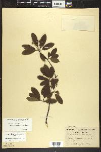 Ilex mucronata image