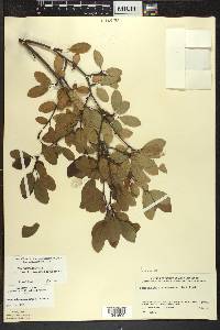 Ilex mucronata image