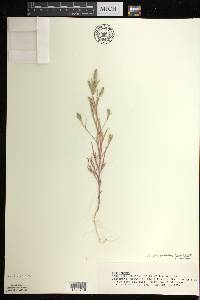 Corispermum villosum image