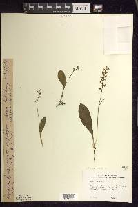 Platanthera obtusata image