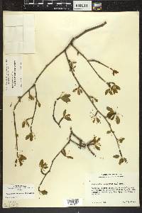 Ilex mucronata image