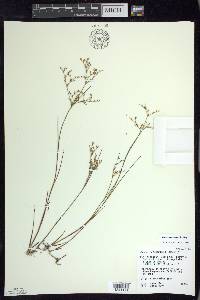 Juncus pelocarpus image