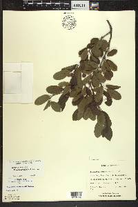 Ilex mucronata image