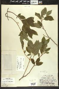 Ilex mucronata image