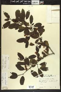 Ilex mucronata image