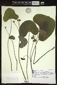 Caltha palustris image