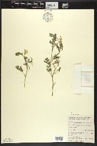 Corydalis aurea image