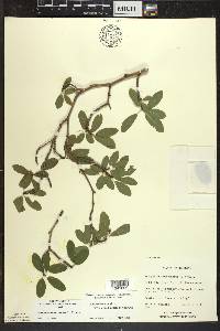 Ilex mucronata image