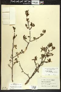 Ilex mucronata image