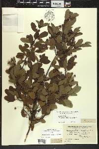 Ilex mucronata image