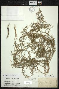 Corispermum americanum image