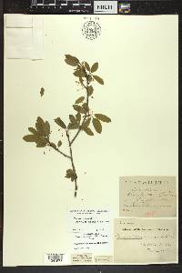 Ilex mucronata image