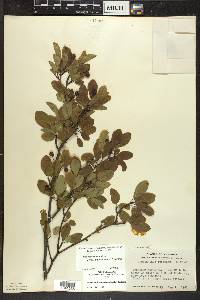 Ilex mucronata image