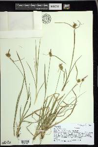 Carex flava image