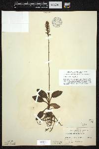 Goodyera pubescens image