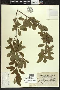 Ilex mucronata image