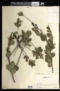 Betula pumila image