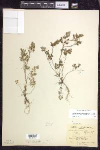 Chaerophyllum procumbens image