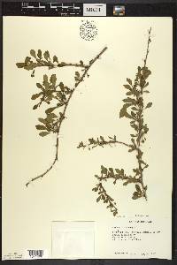 Berberis thunbergii image