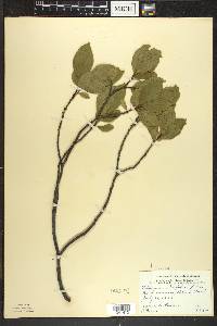 Rhamnus alnifolia image