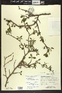 Ilex mucronata image