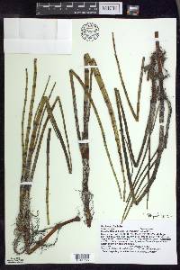 Equisetum fluviatile image