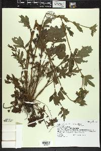 Geum laciniatum image