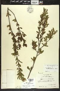 Ilex mucronata image