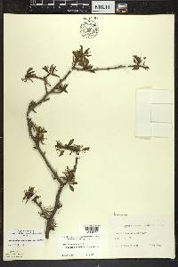 Ilex mucronata image