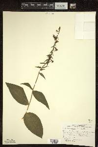 Epipactis helleborine image